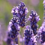 شروط في ديكورات غرف نوم الأطفال المتقاربين في العمر… شاهدي الصور