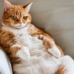 بالصور: العثور على جثة شاب وفتاة محروقتين في الجفتلك