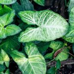 بالصور … طولكرم:طفل ينجو بأعجوبة من طلقة مسمار مسدس