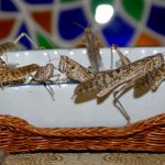 شابة تميز أنواع اللحوم عن طريق صوت شوائها “فيديو”