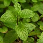 أزياء مماثلة تجمع الأم وابنتها في عيد الأم 2019