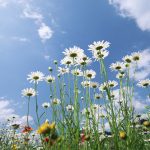 اعتمدي الفساتين الصيفية لإطلالة محتشمة وأنيقة