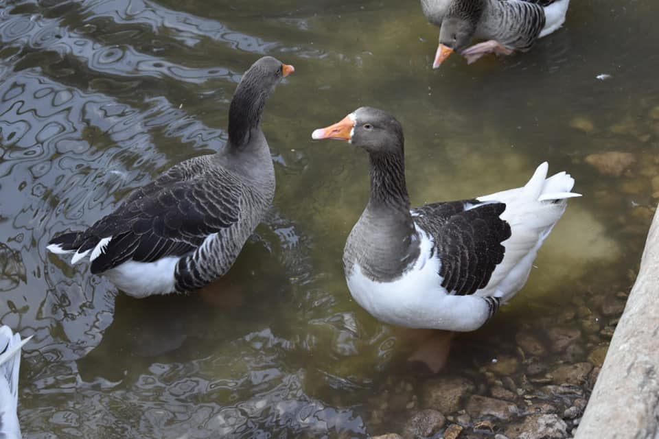 بلدية قلقيلية تستلم تصريح السلامة العامة لمنتزه وحديقة الحيوانات الوطنية “فيديو ووثيقة”