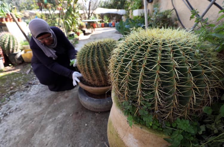 امبراطورية الصبار