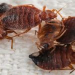 نصائح لتكوني زوجة مثالية