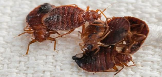 تعرفي على كيفية التخلص من (البق) في منزلك