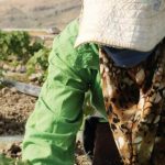 “نفرح بالحسين” أغنية من “الدستور” لمناسبة زفاف ولي العهد